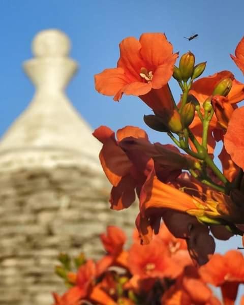 Trulli Di Ivana Ostuni Exterior foto